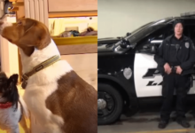 Dogs Decide to Call 911 Sixteen Times in 30 Minutes, Leading to Hilarious Police Response