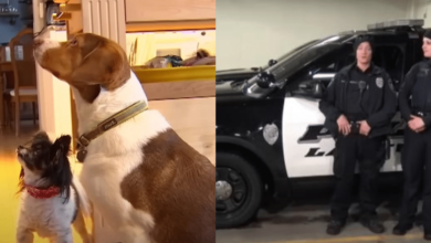 Dogs Decide to Call 911 Sixteen Times in 30 Minutes, Leading to Hilarious Police Response