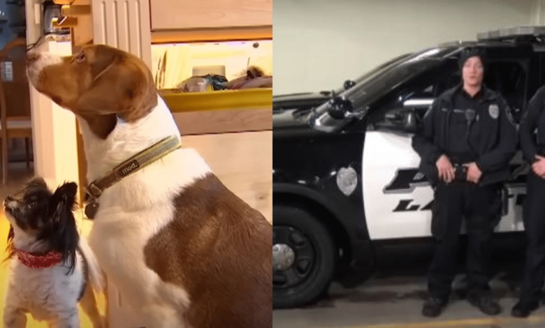 Dogs Decide to Call 911 Sixteen Times in 30 Minutes, Leading to Hilarious Police Response