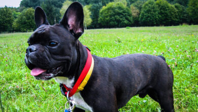 Improve Your French Bulldog's Skin and Coat With This Simple Tip