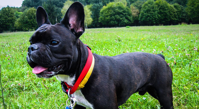 Improve Your French Bulldog's Skin and Coat With This Simple Tip