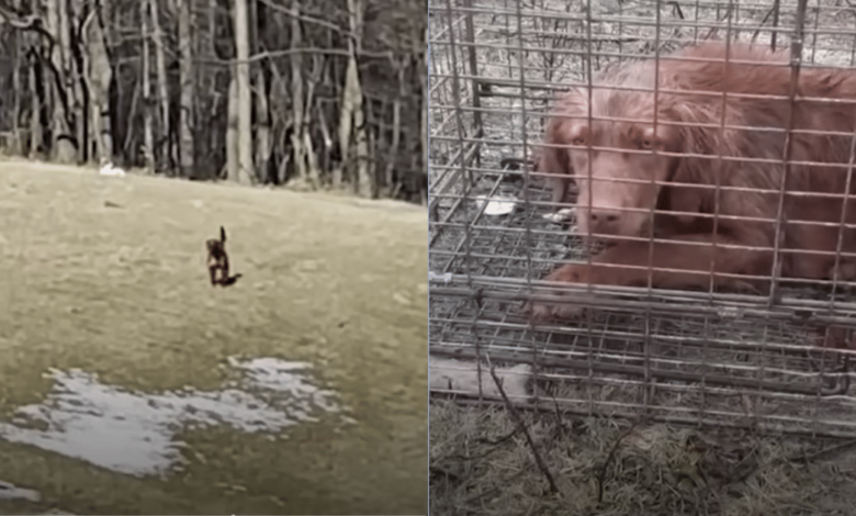 'Abandoned' dogs huddle in the corner of their cages, closed off and afraid of the world