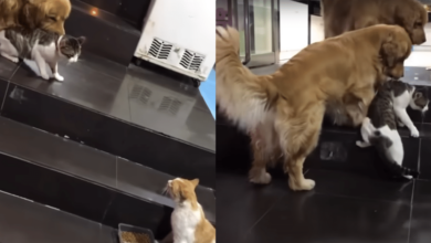 Golden Retriever 'intervenes' to save cats from fight, demonstrating interspecies friendship