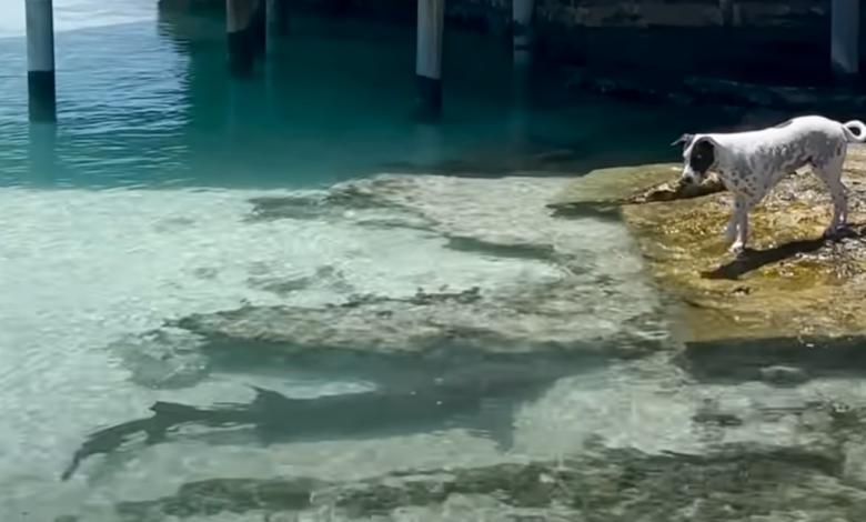 Dog has extraordinary solidarity with local sharks, swimming together every day
