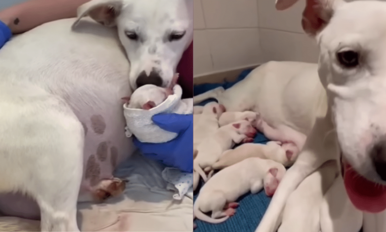Abandoned pregnant dog rescued and gives birth to 14 beautiful puppies