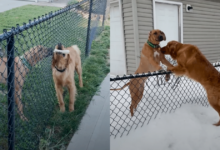 Neighborhood dogs climb fence to create 'heartwarming' story of friendship and love