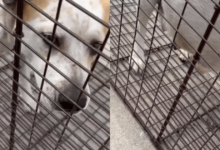 Rescuers found the pregnant dog near a fence and rushed to help.
