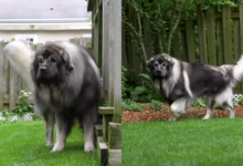 The 'Impressive' Guard Dog Breed You've Probably Never Heard Of