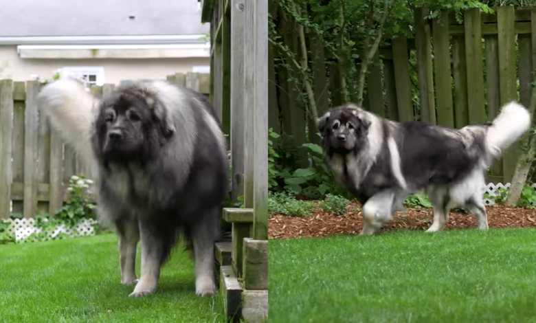 The 'Impressive' Guard Dog Breed You've Probably Never Heard Of
