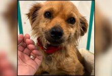 Cute Little Dog Rescued And Can't Stop Grinning