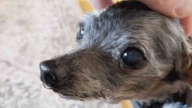 Tiny 14-year-old dog left at shelter with favorite toy, looking for a new home