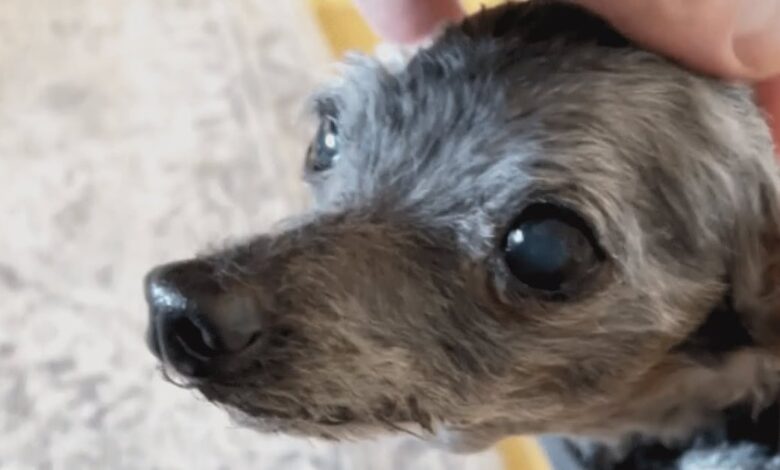 Tiny 14-year-old dog left at shelter with favorite toy, looking for a new home