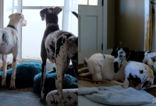 Hidden camera footage shows Great Dane comforting worried foster brother