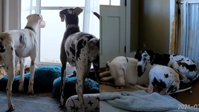 Hidden camera footage shows Great Dane comforting worried foster brother