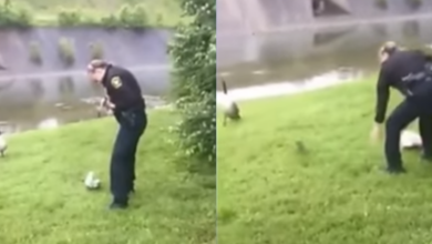 Mother Goose Pats Policeman On The Shoulder And Tells Him To Follow Her To The Baby