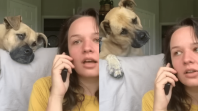 Dog Delights When Owner Uses His 'Favorite Words' During Pretend Phone Call