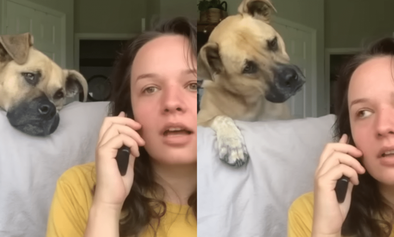 Dog Delights When Owner Uses His 'Favorite Words' During Pretend Phone Call