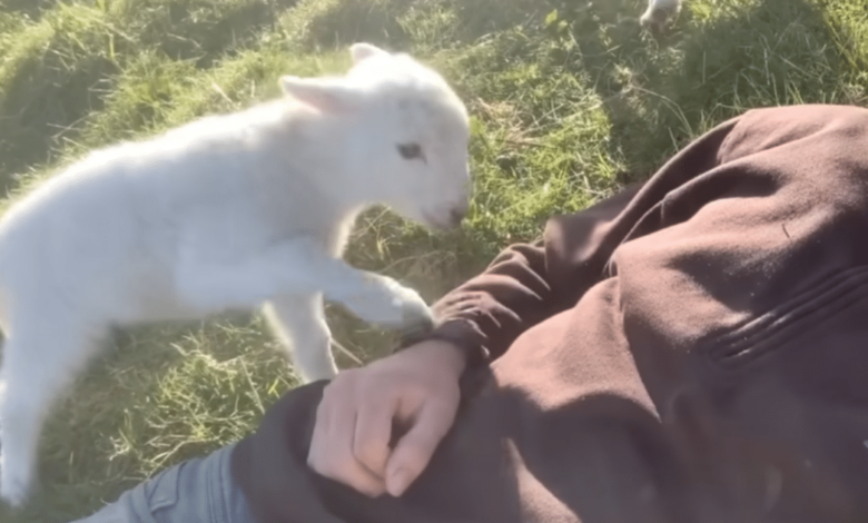 Cute baby lamb 'politely asks' to be petted by caring farmer