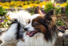 20 Dog Breeds With The Strongest Emotional Ties To Their Owners