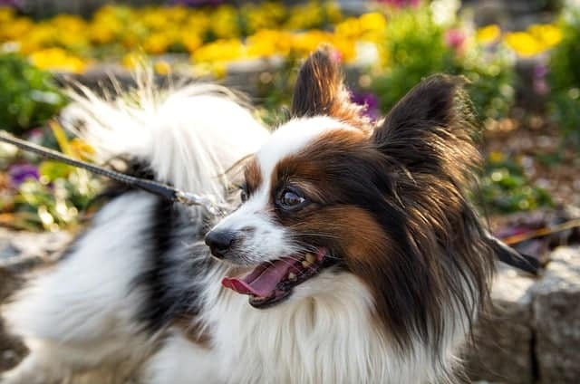 20 Dog Breeds With The Strongest Emotional Ties To Their Owners