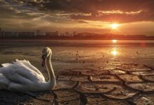 Wrong, Bloomberg, Climate Change Isn't the Next 'Black Swan' for Markets – Watts Up With That?