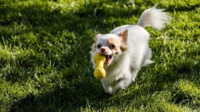 9 Dog Breeds That Are Ridiculously Good at Catching Objects