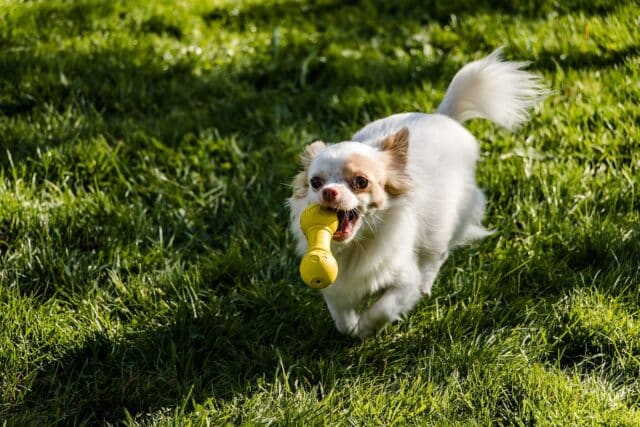 9 Dog Breeds That Are Ridiculously Good at Catching Objects