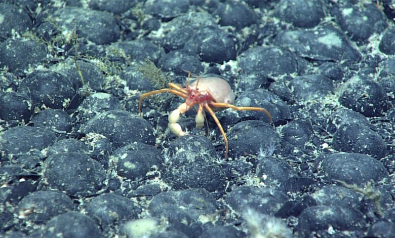 Mystery of 'Dark Oxygen' Discovered at the Bottom of the Ocean