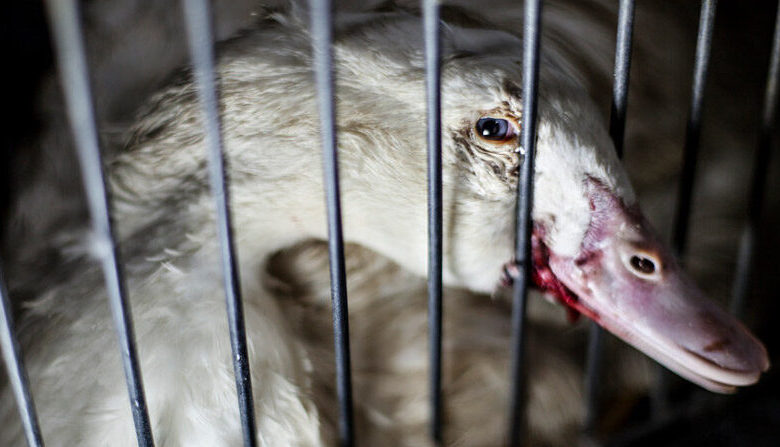 Supporters call on Olympic chefs to remove foie gras at 2024 Games
