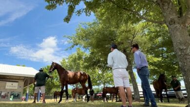 New stallions get a warm welcome at Fasig-Tipton's July auction