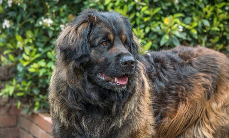 We count down the big but extremely adorable dogs