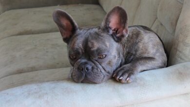 12 Dog Breeds Most Likely to Sleep All Day