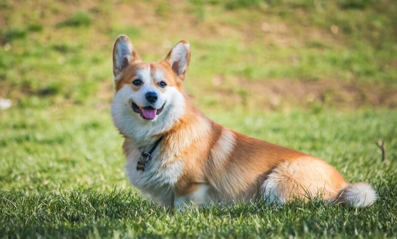 Top 10 Best Dog Breeds for People Over 60