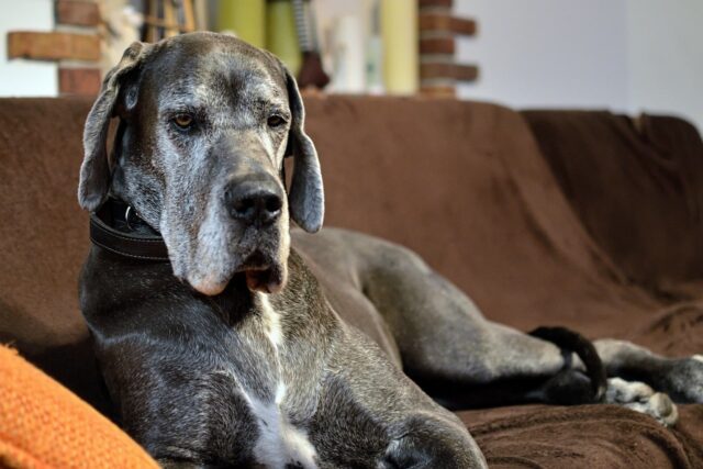 8 Calm Dog Breeds Perfect for a Peaceful Home