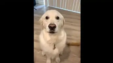 Dog's reaction to owner's request to hug cat makes everyone laugh