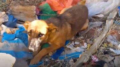 Dog stuck in hot sun, lovingly watches woman let her climb down