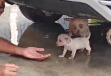 Mother dog hides from rain and begs man not to hurt her puppy