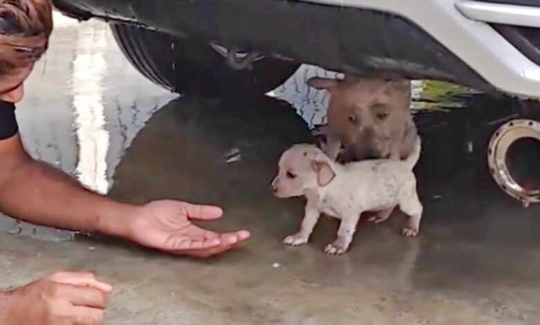 Mother dog hides from rain and begs man not to hurt her puppy