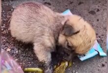 Puppy rummages through trash can and falls asleep while searching for leftovers