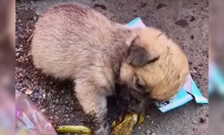 Puppy rummages through trash can and falls asleep while searching for leftovers