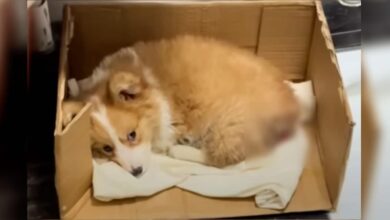 A small, unwell dog curled up in a box at a construction site