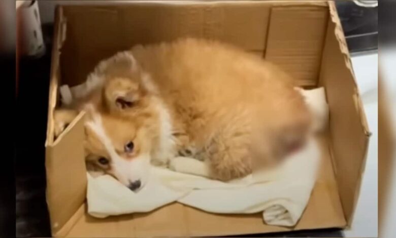 A small, unwell dog curled up in a box at a construction site