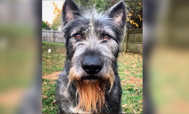 People Are Confused About This Dog Breed After Woman Posts Photo Of It
