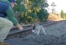 Man runs away from car to lure Husky away from train tracks