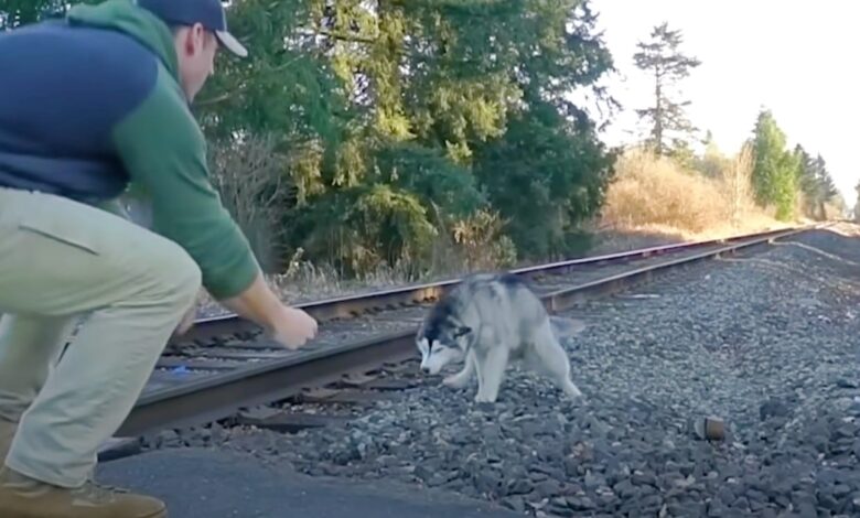 Man runs away from car to lure Husky away from train tracks
