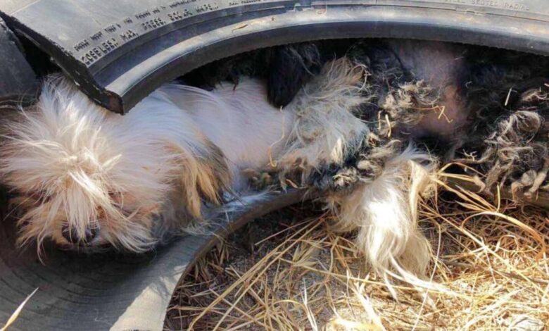 Dogs live in old tires to avoid the heat
