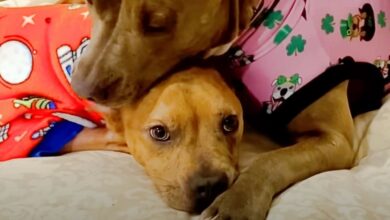 The Weak Pit Bull Gets Strength From Her Beloved Brother