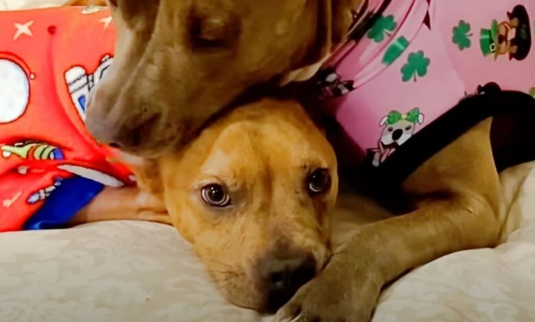 The Weak Pit Bull Gets Strength From Her Beloved Brother