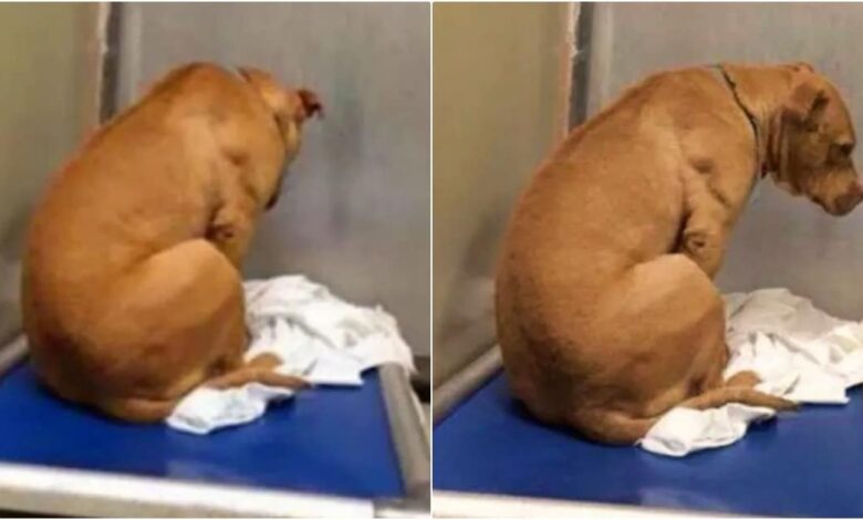 Sad dog stares at wall after adoption fails