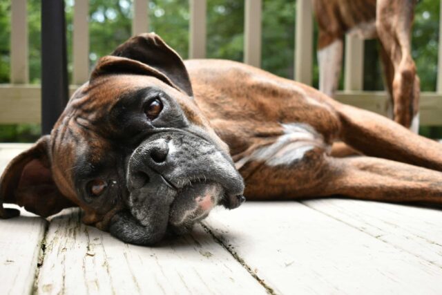 7 dog breeds honored as snoring dogs